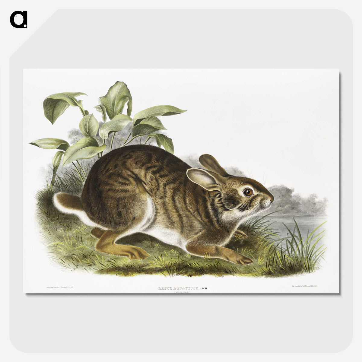 1-39_The-Viviparous-Quadrupeds_picture-crop
