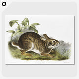 1-39_The-Viviparous-Quadrupeds_picture-crop