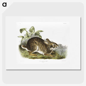 1-39_The-Viviparous-Quadrupeds_picture