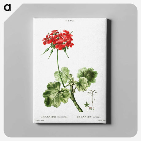 1-39_Treatise-on-Trees-and-Shrubs_canvas