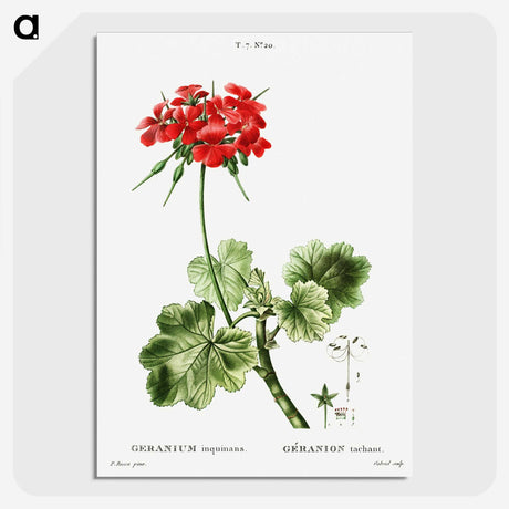 1-39_Treatise-on-Trees-and-Shrubs_picture-crop