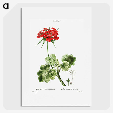 1-39_Treatise-on-Trees-and-Shrubs_picture