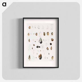 アートポスター-Different types of seashells illustration from Zoology of New York by James Ellsworth De Kay - ニューヨークの動物学 Poster.