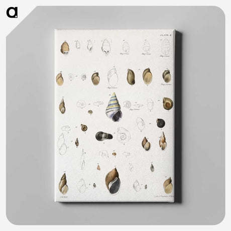 1-39_Zoology-of-New-York_canvas