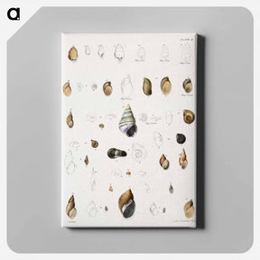 アートパネル-Different types of seashells illustration from Zoology of New York by James Ellsworth De Kay - ニューヨークの動物学 Canvas.