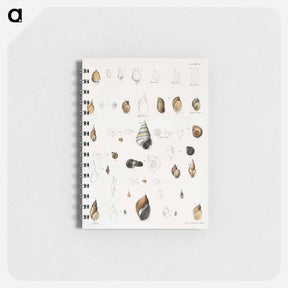 アートメモ帳-Different types of seashells illustration from Zoology of New York by James Ellsworth De Kay - ニューヨークの動物学 Memo.