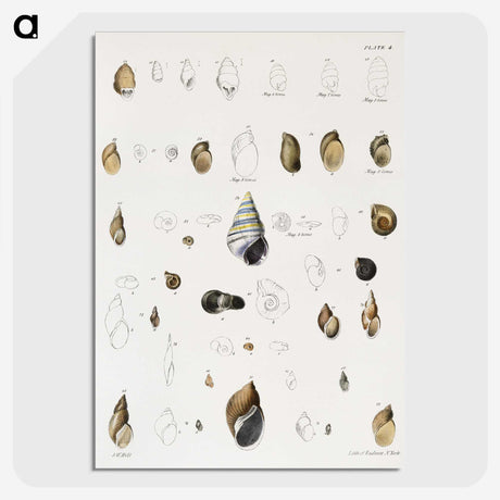 1-39_Zoology-of-New-York_picture-crop