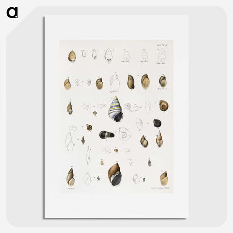 1-39_Zoology-of-New-York_picture