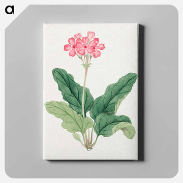 Sakura - 19世紀の日本の花 Canvas.