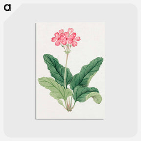 アートポストカード-Sakura - 19世紀の日本の花 Postcard.