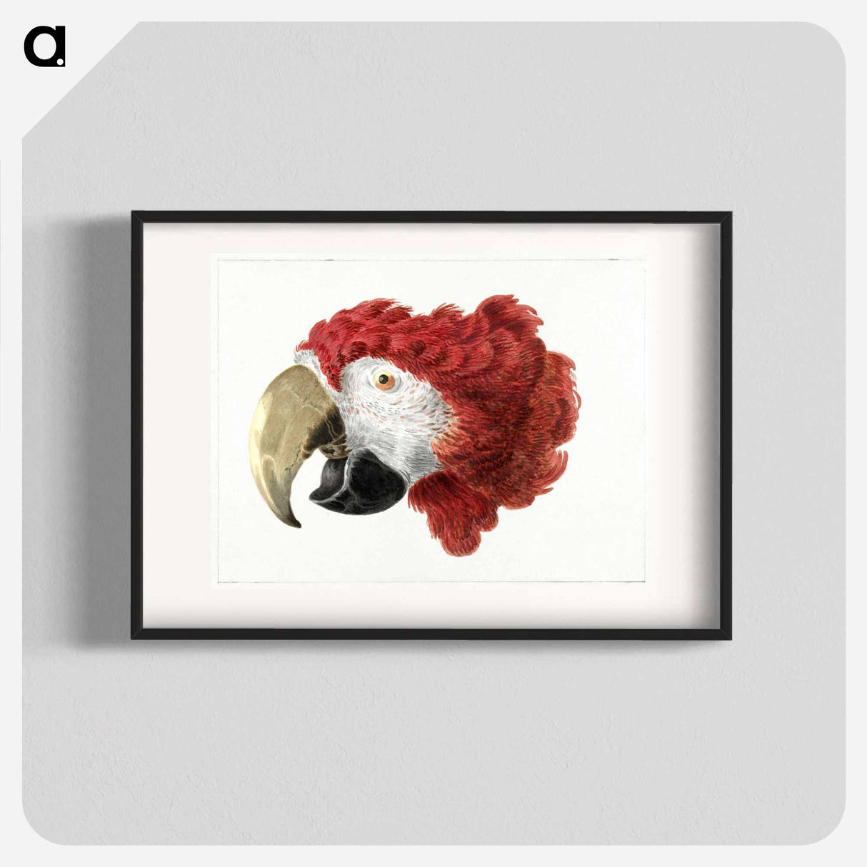 Head of a Macaw - アールト シューマン Poster.