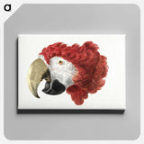 Head of a Macaw - アールト シューマン Canvas.