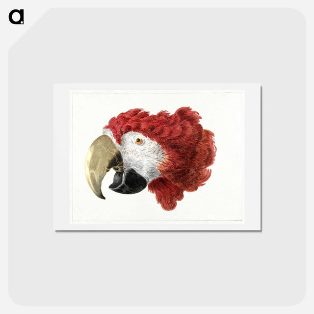 アートポストカード-Head of a Macaw - アールト シューマン Postcard.