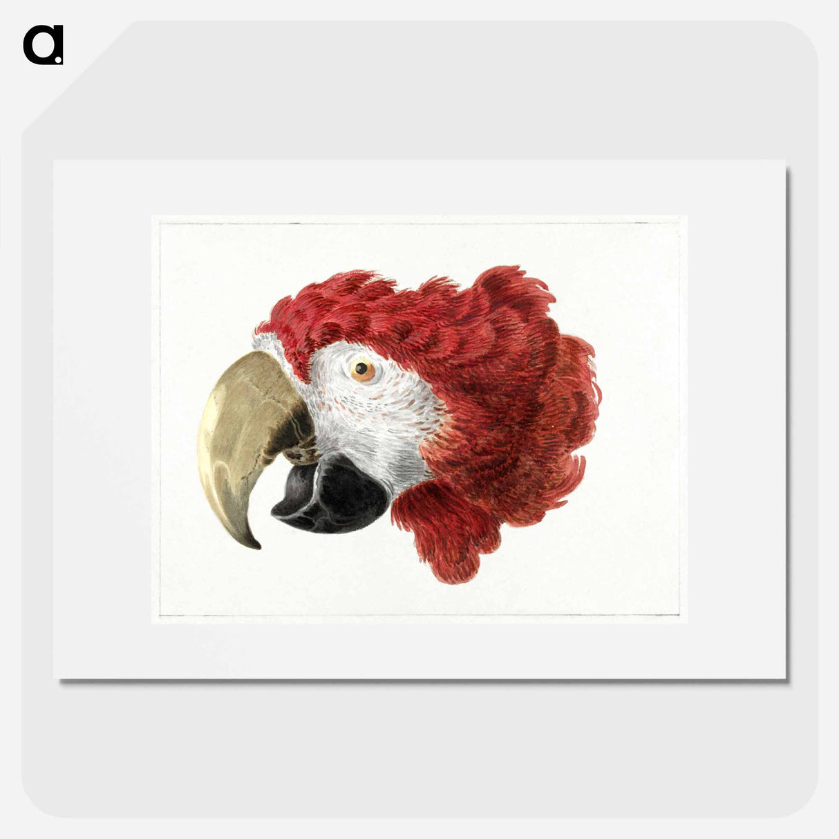 Head of a Macaw - アールト シューマン Poster.