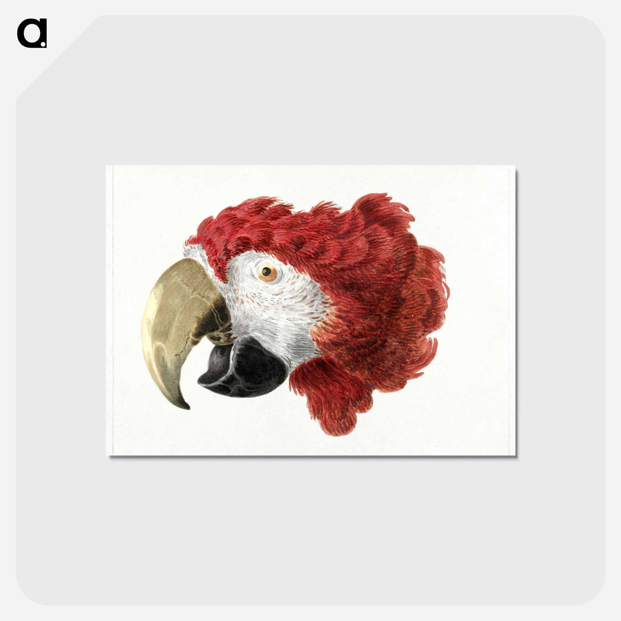 アートポストカード-Head of a Macaw - アールト シューマン Postcard.