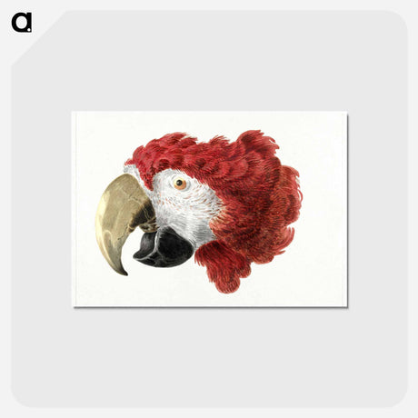 アートポストカード-Head of a Macaw - アールト シューマン Postcard.