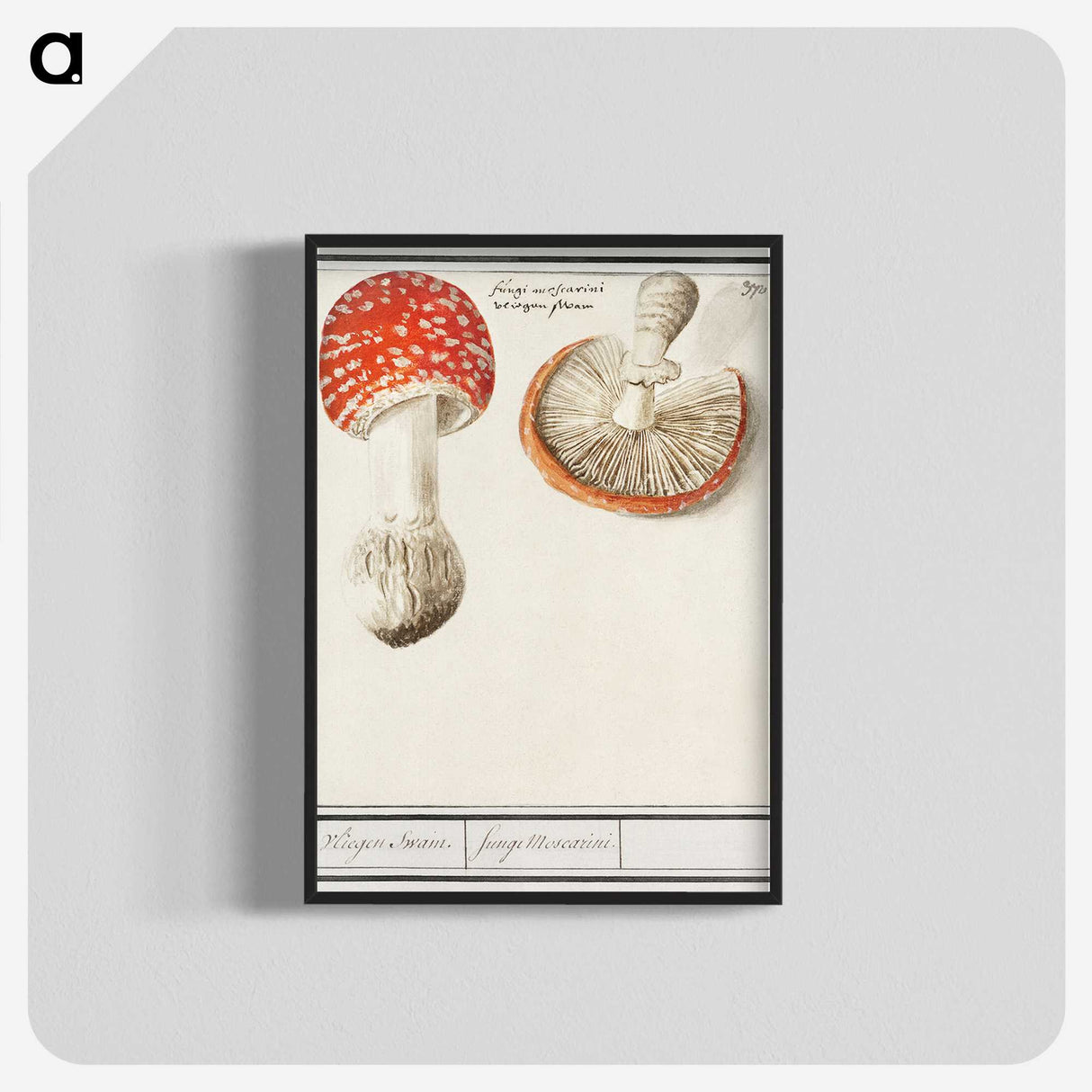 1-3_Anselmus-Boetius-de-Boodt_blk-crop