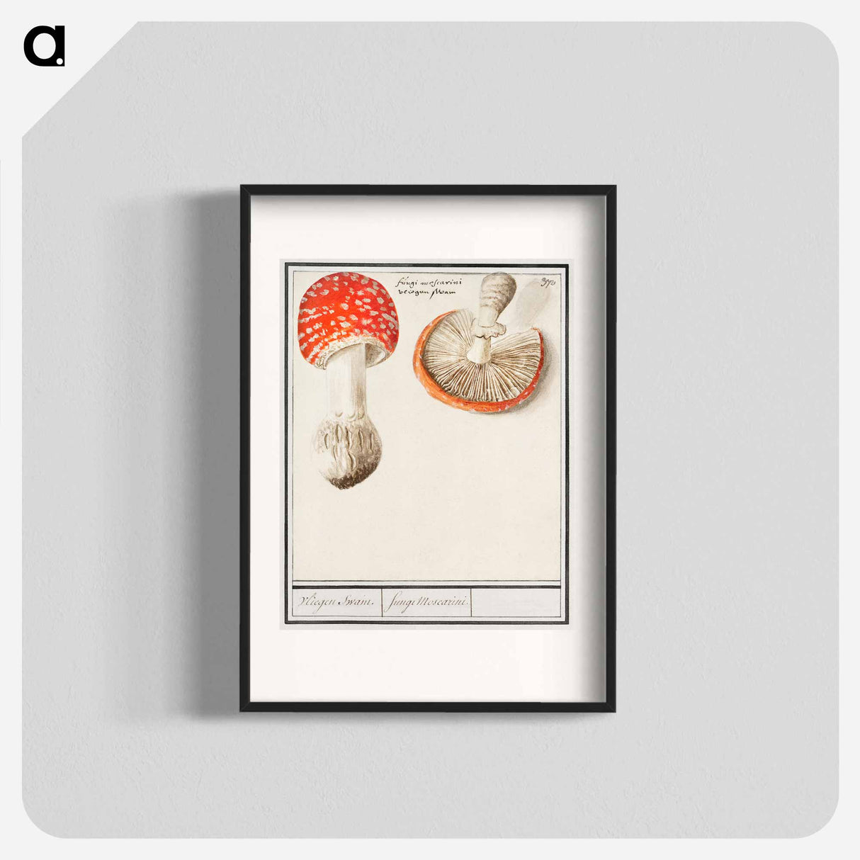 Fly agaric, Amanita muscaria - アンセルムス ボエティウス デ ブート Poster.