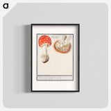 Fly agaric, Amanita muscaria - アンセルムス ボエティウス デ ブート Poster.