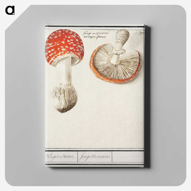 1-3_Anselmus-Boetius-de-Boodt_canvas