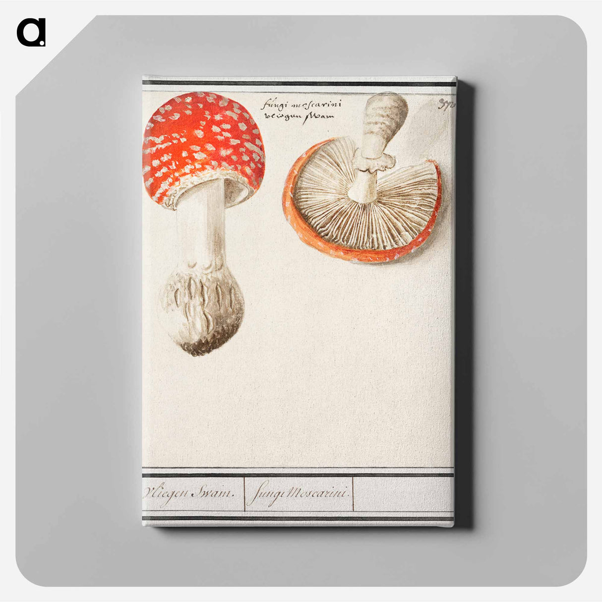 Fly agaric, Amanita muscaria - アンセルムス ボエティウス デ ブート Canvas.