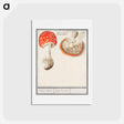 アートポストカード-Fly agaric, Amanita muscaria - アンセルムス ボエティウス デ ブート Postcard.