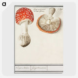 1-3_Anselmus-Boetius-de-Boodt_picture-crop