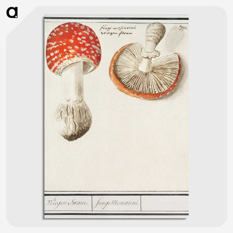 1-3_Anselmus-Boetius-de-Boodt_picture-crop