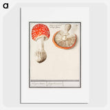 Fly agaric, Amanita muscaria - アンセルムス ボエティウス デ ブート Poster.