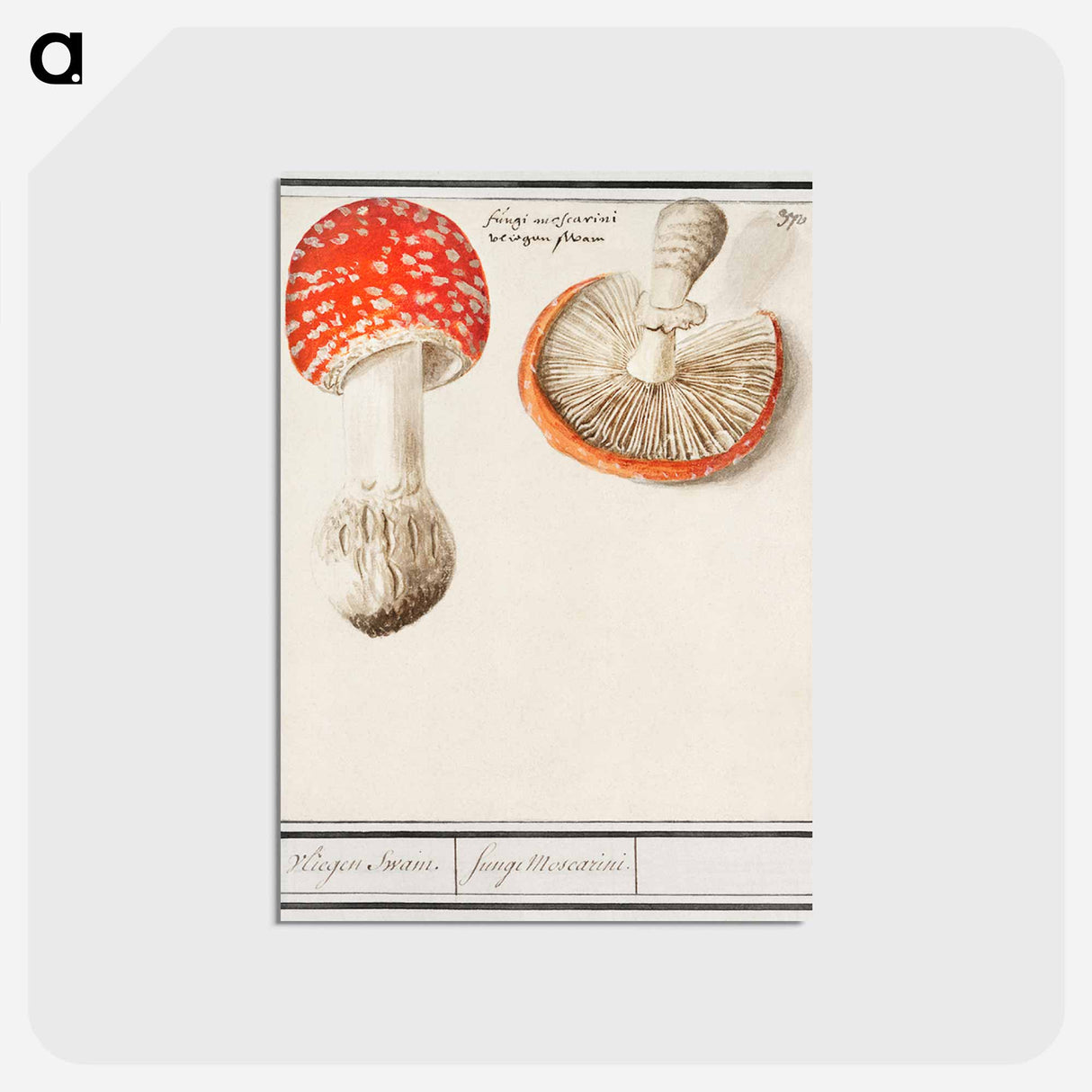 アートポストカード-Fly agaric, Amanita muscaria - アンセルムス ボエティウス デ ブート Postcard.