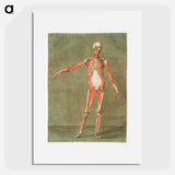 This fascinating collection of anatomical illustrations - アルノルド エロイ ゴーティエ ダゴティ Poster.