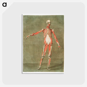 アートポストカード-This fascinating collection of anatomical illustrations - アルノルド エロイ ゴーティエ ダゴティ Postcard.