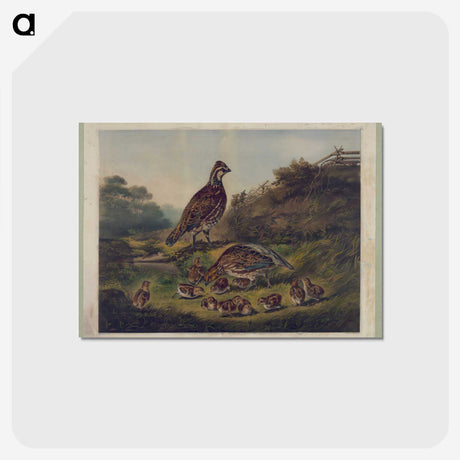 1-3_Arthur-Fitzwilliam-Tait_postcard