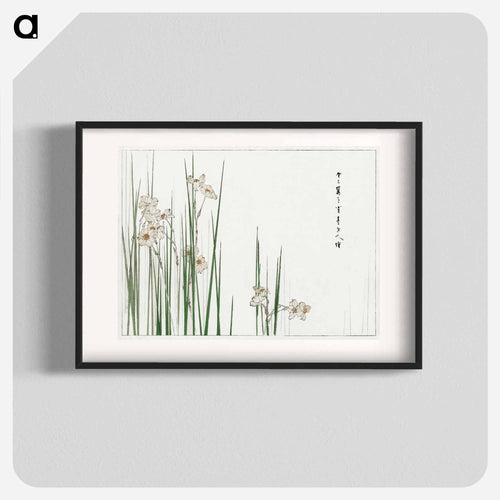 Jonquil Illustration
 - 美術世界 Poster.
