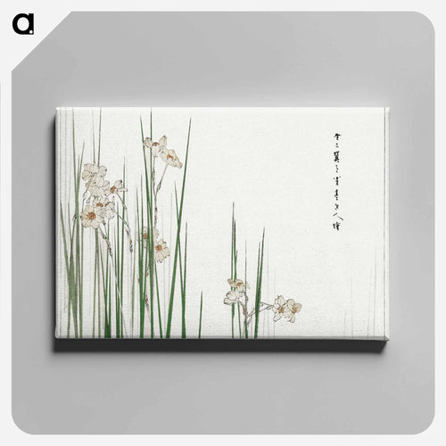 Jonquil Illustration
 - 美術世界 Canvas.