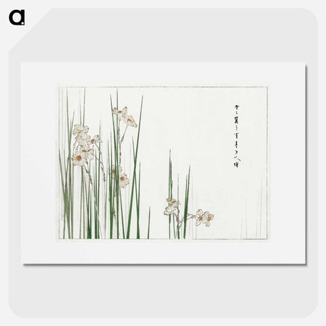 アートポスター-Jonquil Illustration
 - 美術世界 Poster.