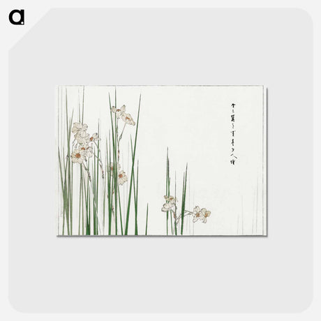 アートポストカード-Jonquil Illustration
 - 美術世界 Postcard.