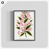 1-3_Botanical-Specimen-Plates_blk-crop