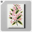 1-3_Botanical-Specimen-Plates_canvas