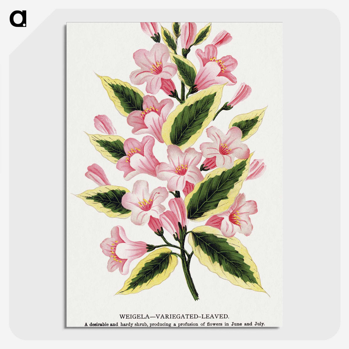 1-3_Botanical-Specimen-Plates_picture-crop
