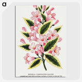 1-3_Botanical-Specimen-Plates_picture-crop