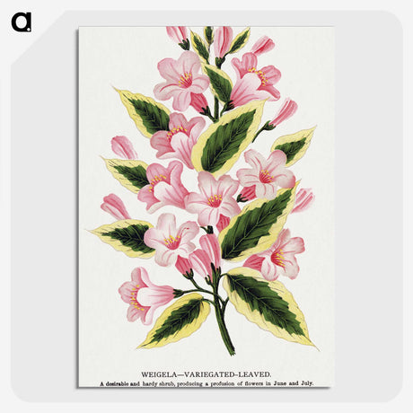 1-3_Botanical-Specimen-Plates_picture-crop