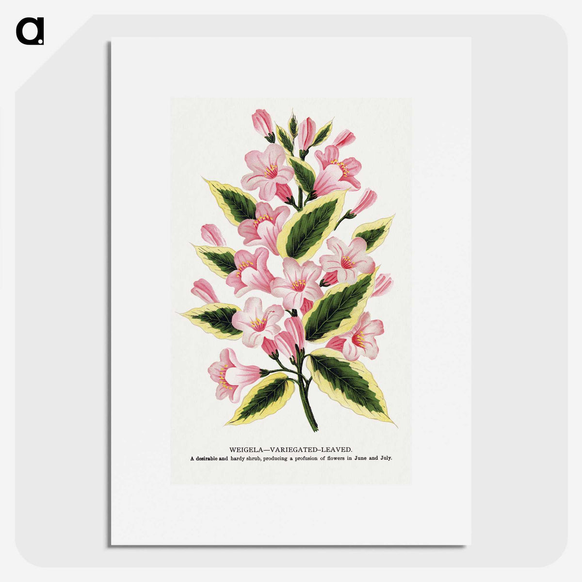 1-3_Botanical-Specimen-Plates_picture