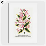 1-3_Botanical-Specimen-Plates_picture