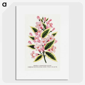 1-3_Botanical-Specimen-Plates_picture