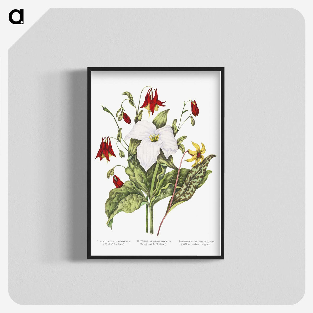 1-3_Canadian-Wild-Flowers_blk-crop