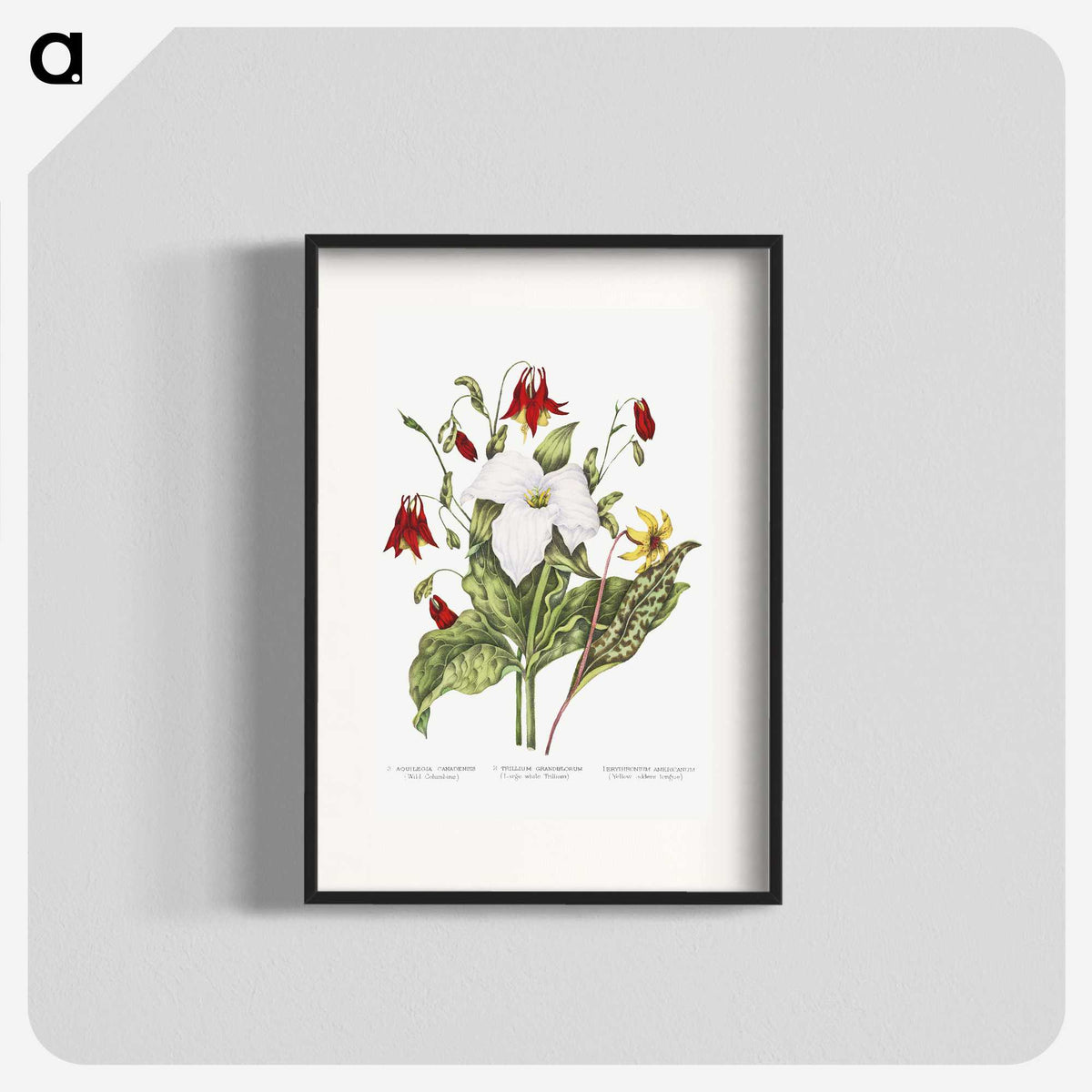 1-3_Canadian-Wild-Flowers_blk