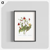1-3_Canadian-Wild-Flowers_blk