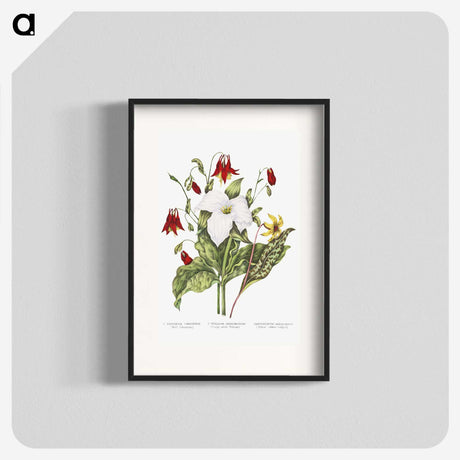 1-3_Canadian-Wild-Flowers_blk