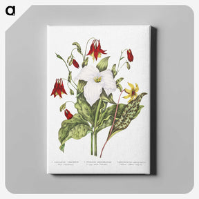 1-3_Canadian-Wild-Flowers_canvas